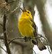 Kirms Photography Prothonotary Warbler-3